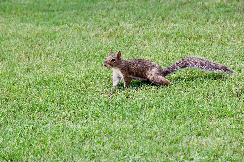 Squirrel on the grass 