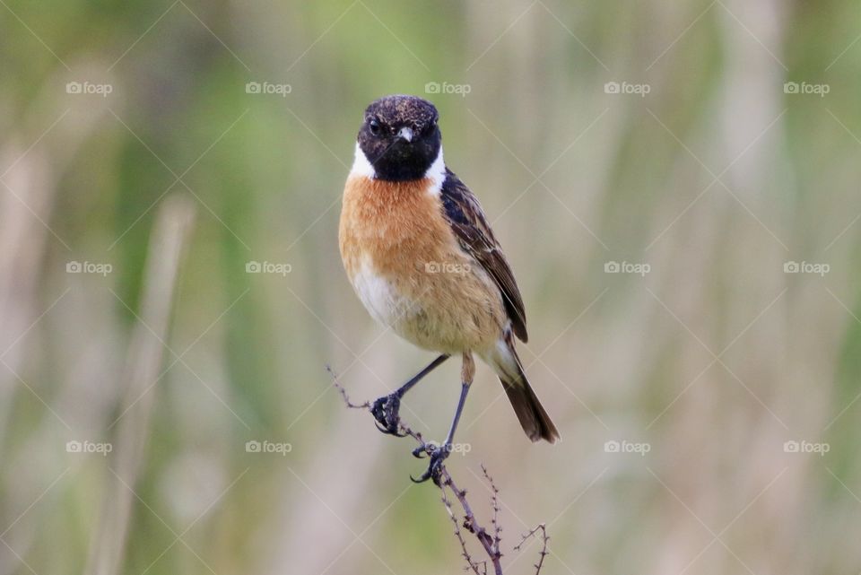 Stonechat