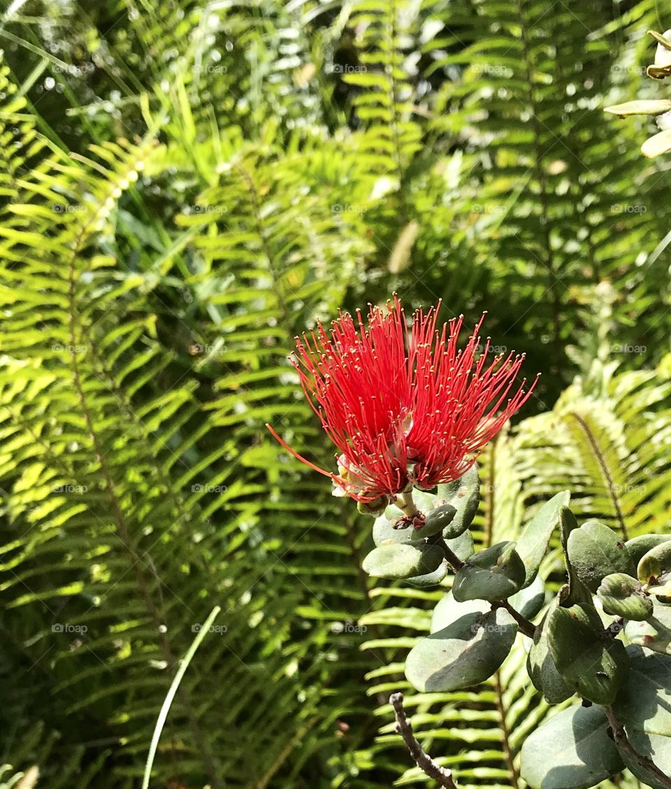 Very interesting photo of bright red spiky-like flower on the Big Island in Hawaii! 