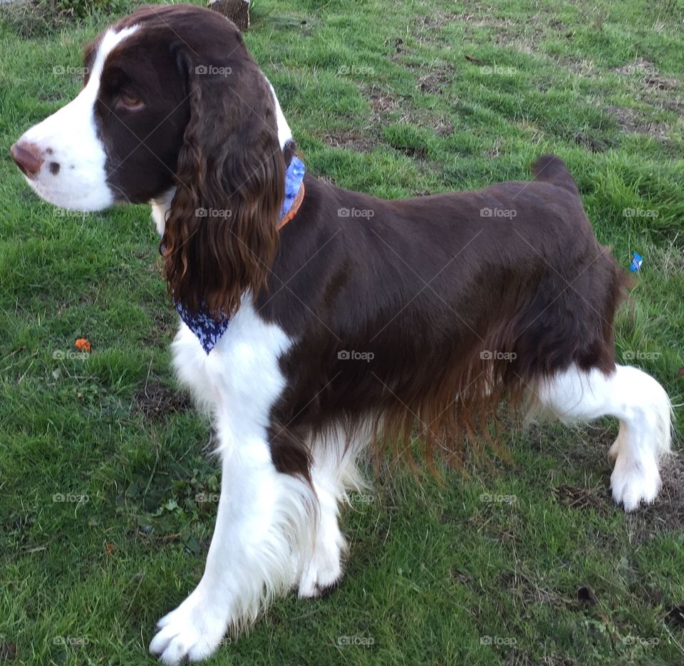 Springer Spaniel love