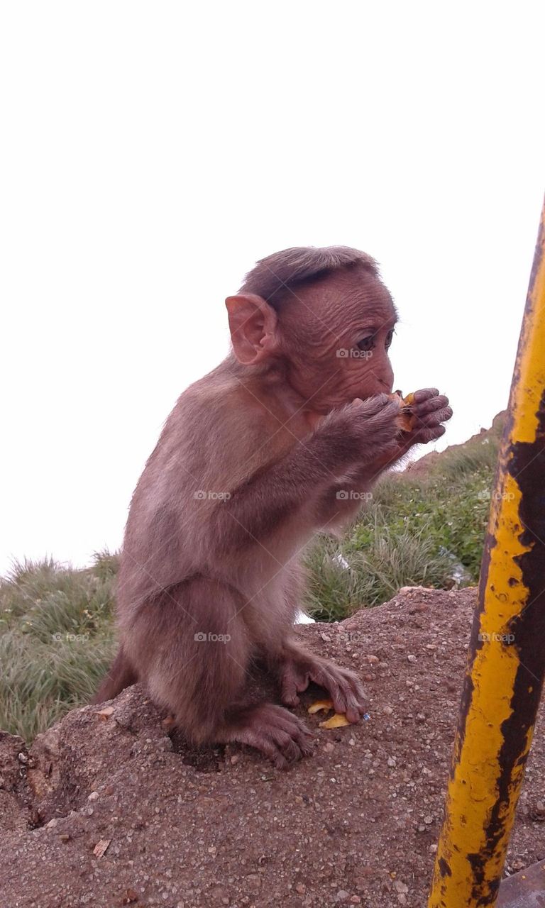 monkey eating food