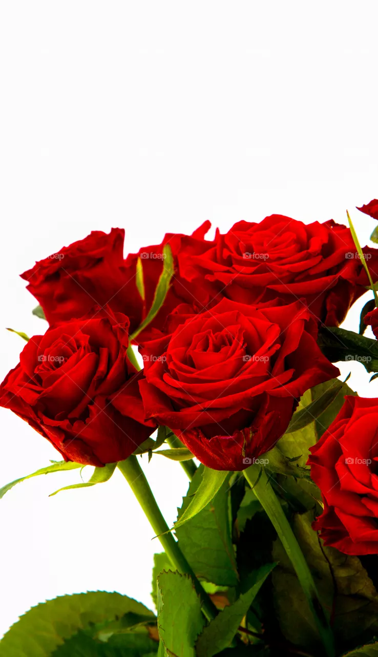 Amazing red Roses