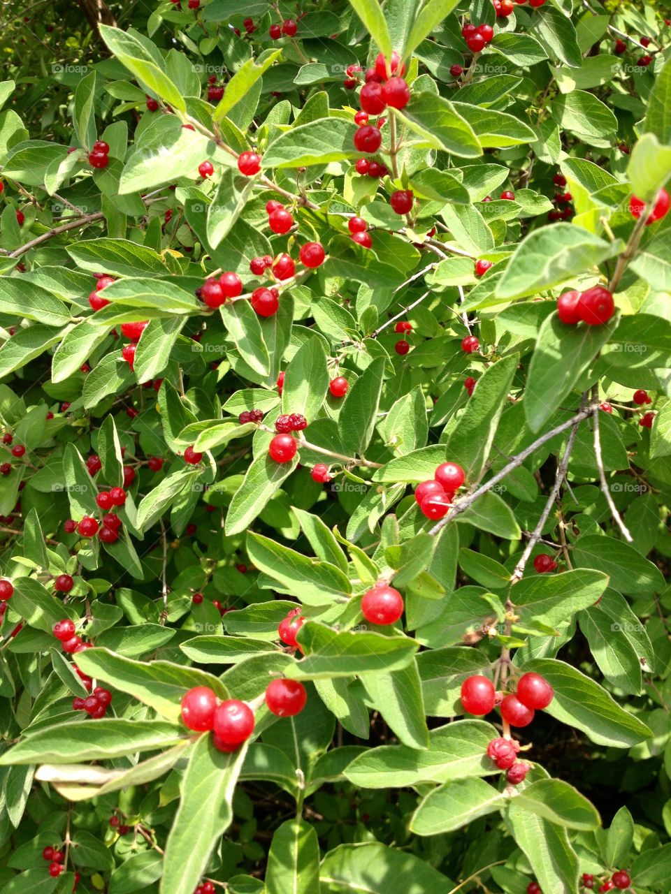 Colorful Berries