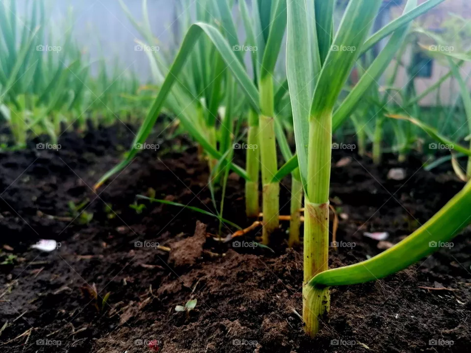 Plant