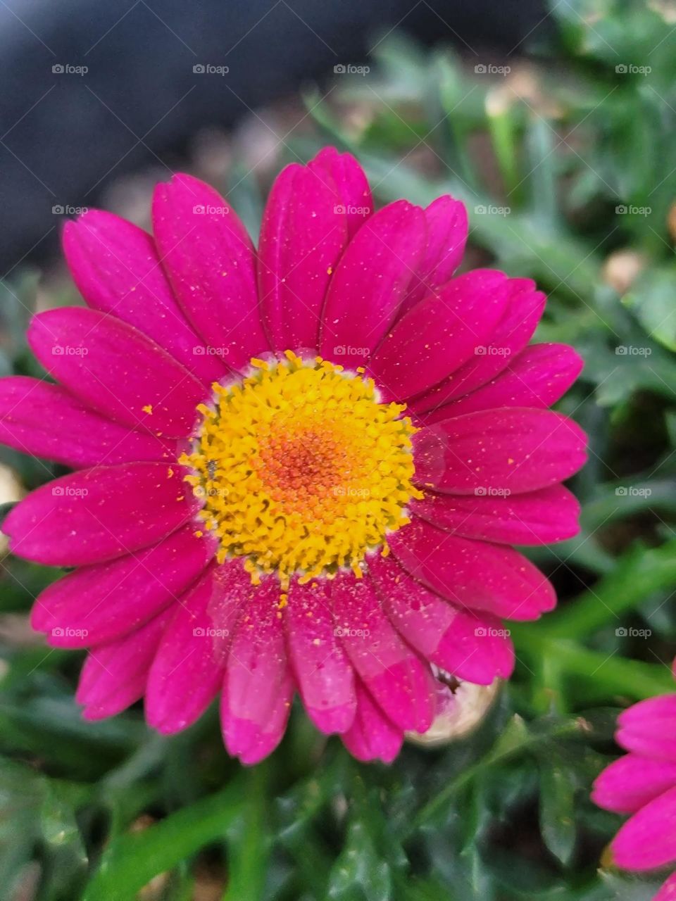 Spring paints the world in vivid hues. Soft pink cherry blossoms, tender green leaves, sunny yellow daffodils, and sky-blue clear days blend into a breathtakingly beautiful palette.