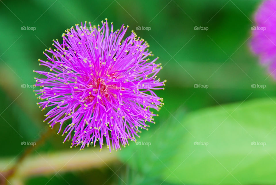 Pink Powderpuff Mimosa Wildflower