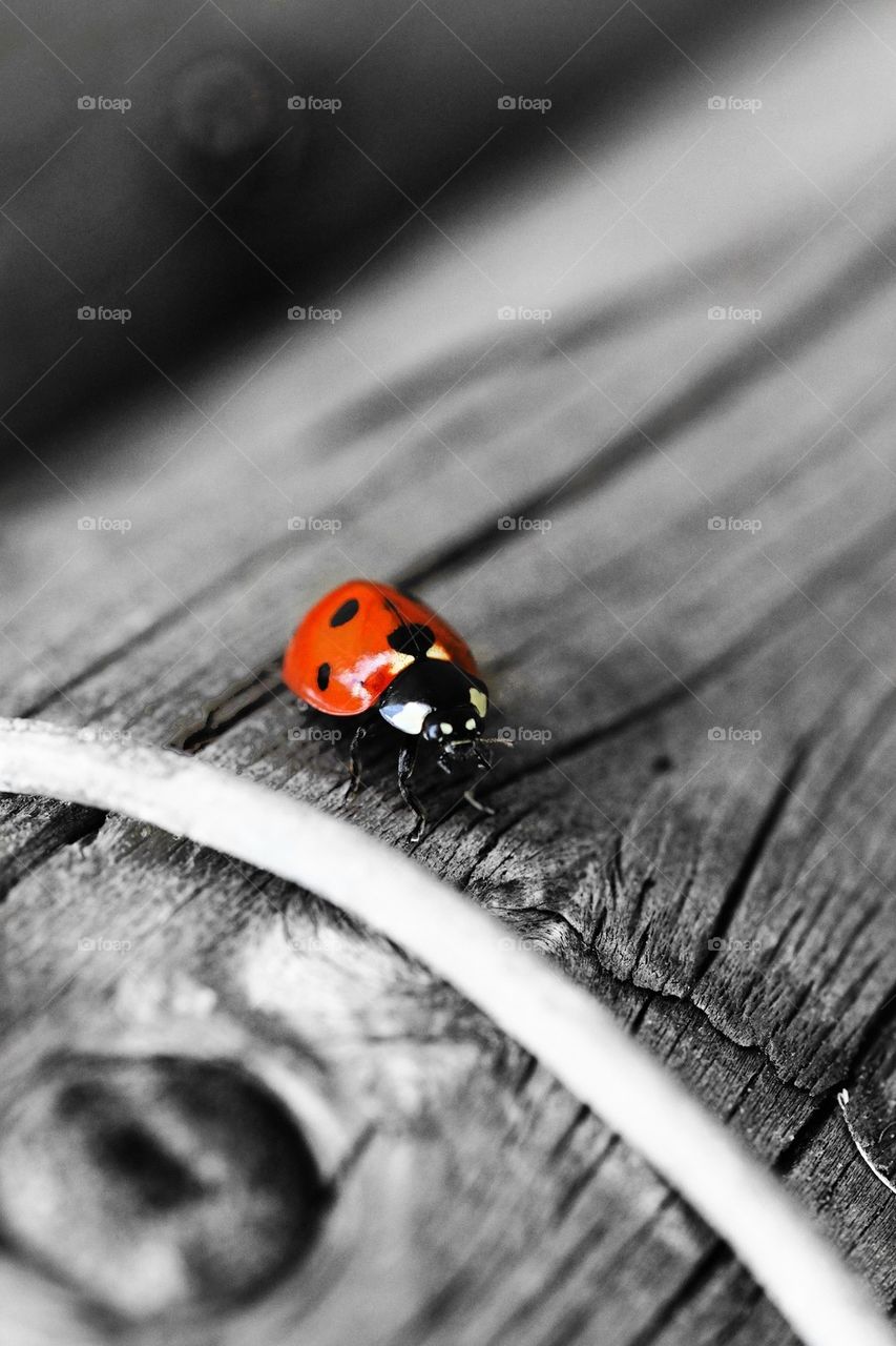 ladybug