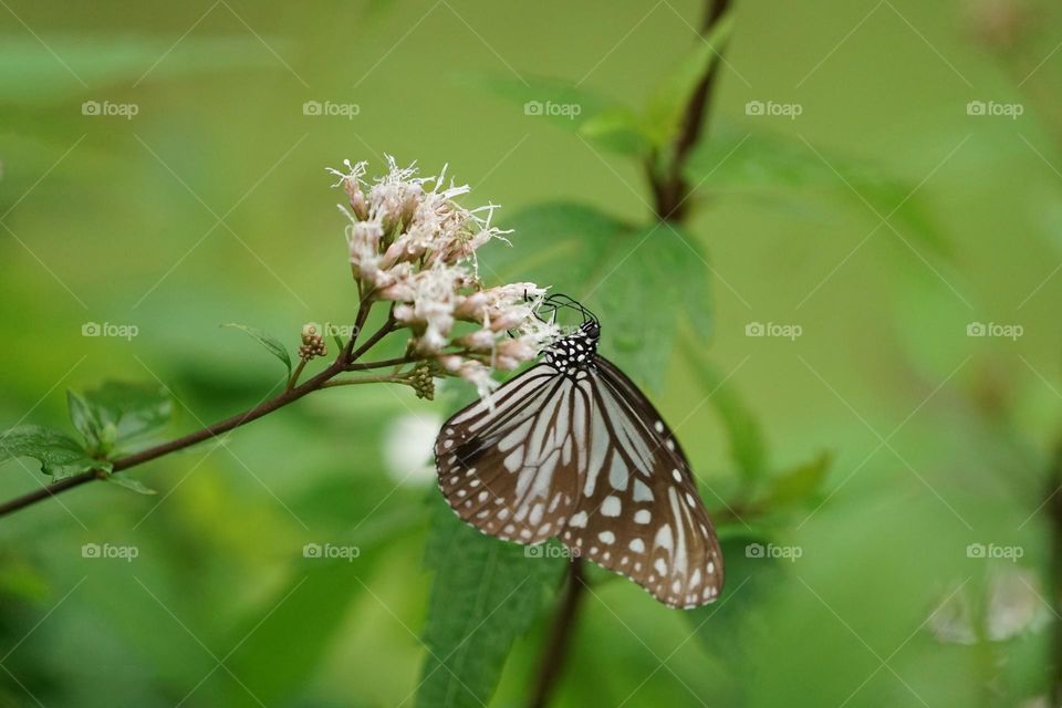 Beautiful and cute butterfly