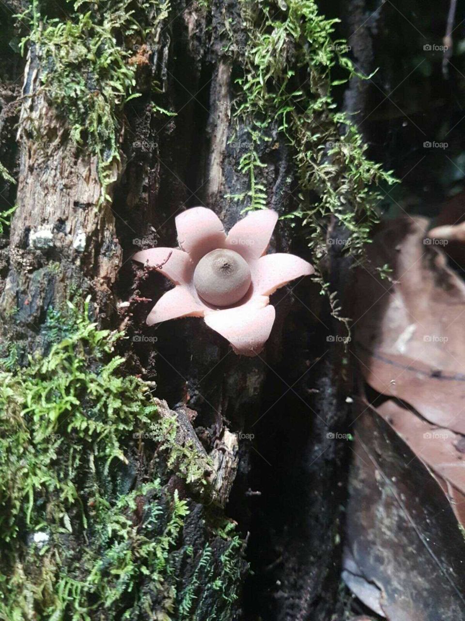 fungi flower