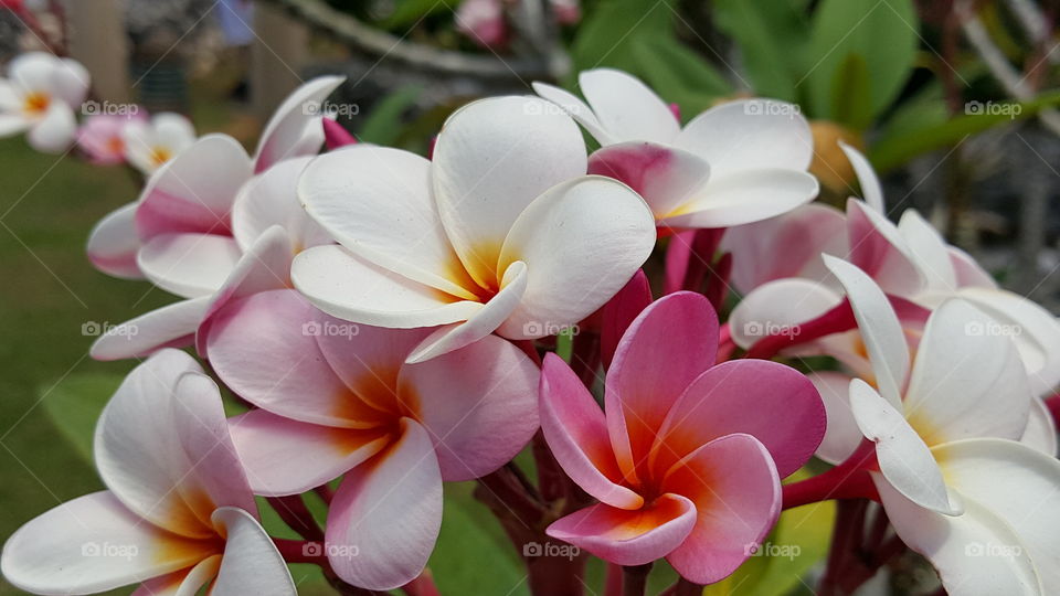 Tropical pink and white flowers