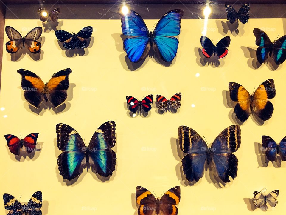 Exposure of rare Brazilian butterflies