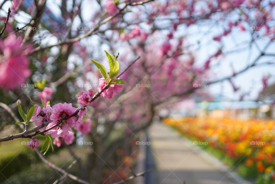 Plum blossom in Fukuoka park