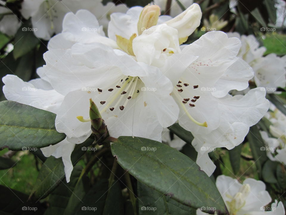 Flower, Leaf, Flora, Nature, Garden