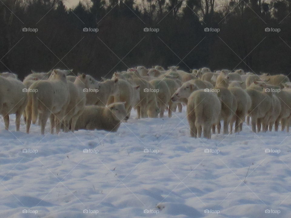 Sheep In The Snow