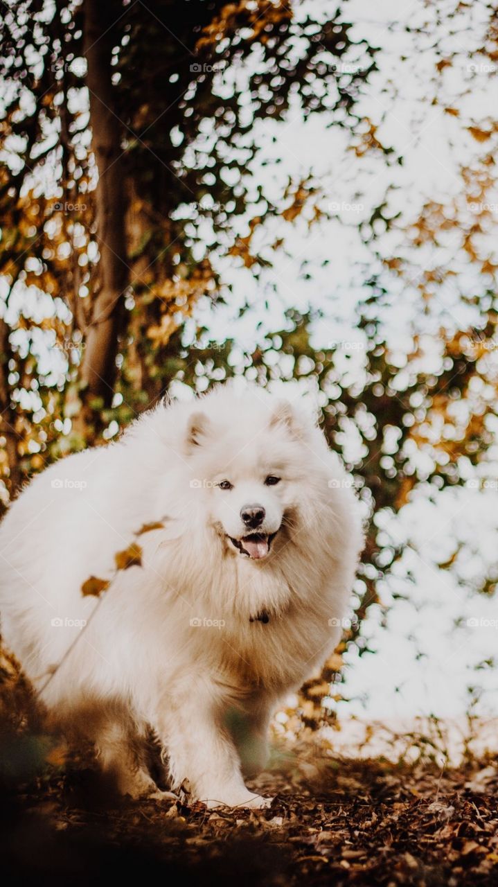 A Very Cute Dog With Happiness