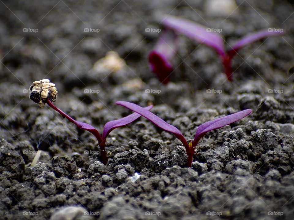 Plants seen from the ground in spring 