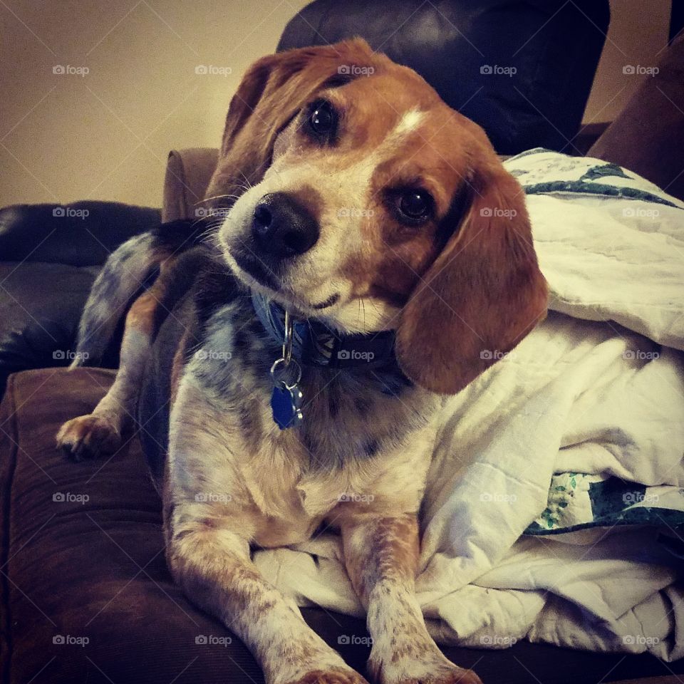 Head Tilting Beagle