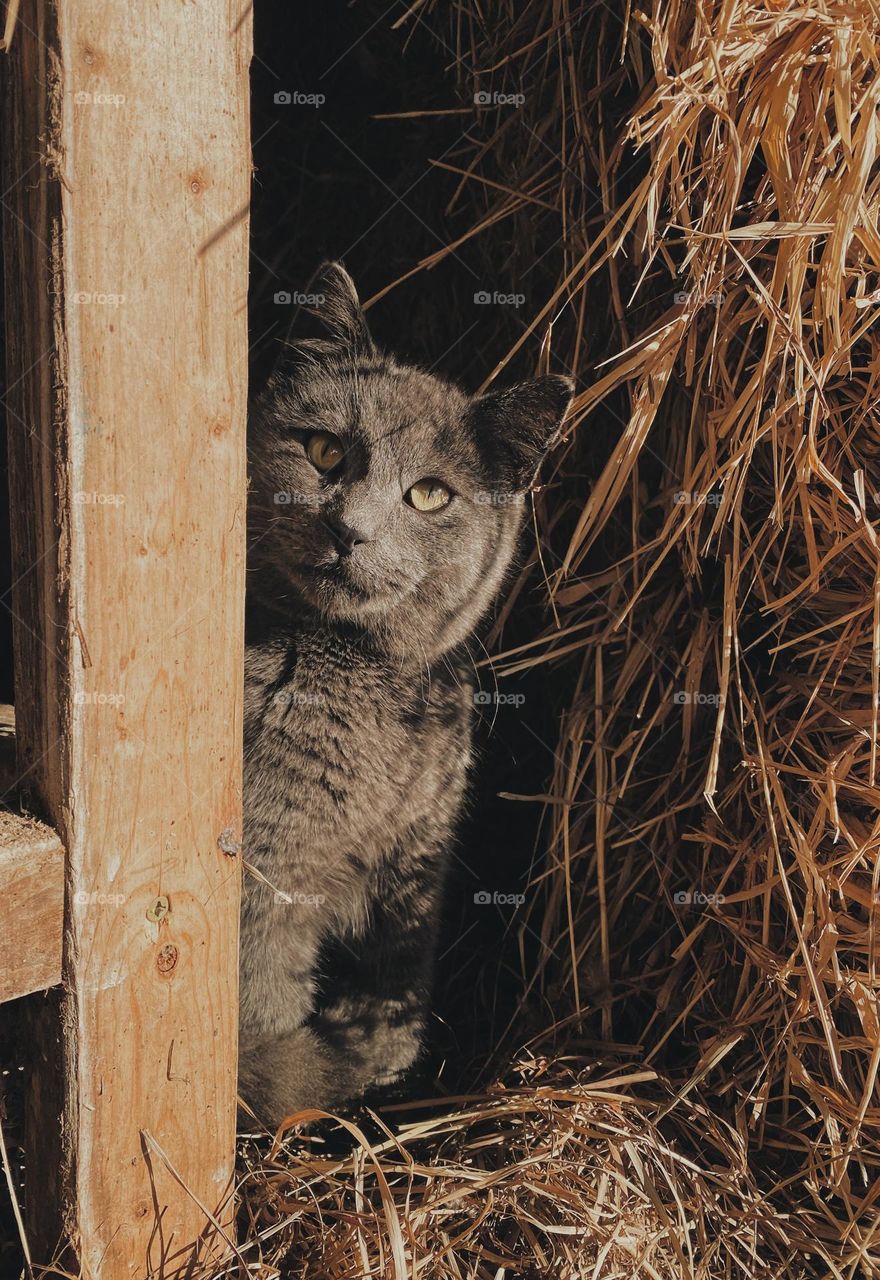Cat in the barn