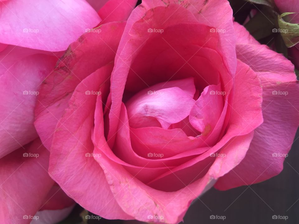 Pink rose