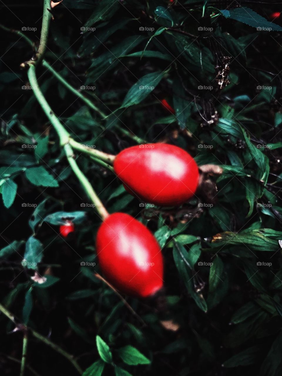 red wild rose fruit