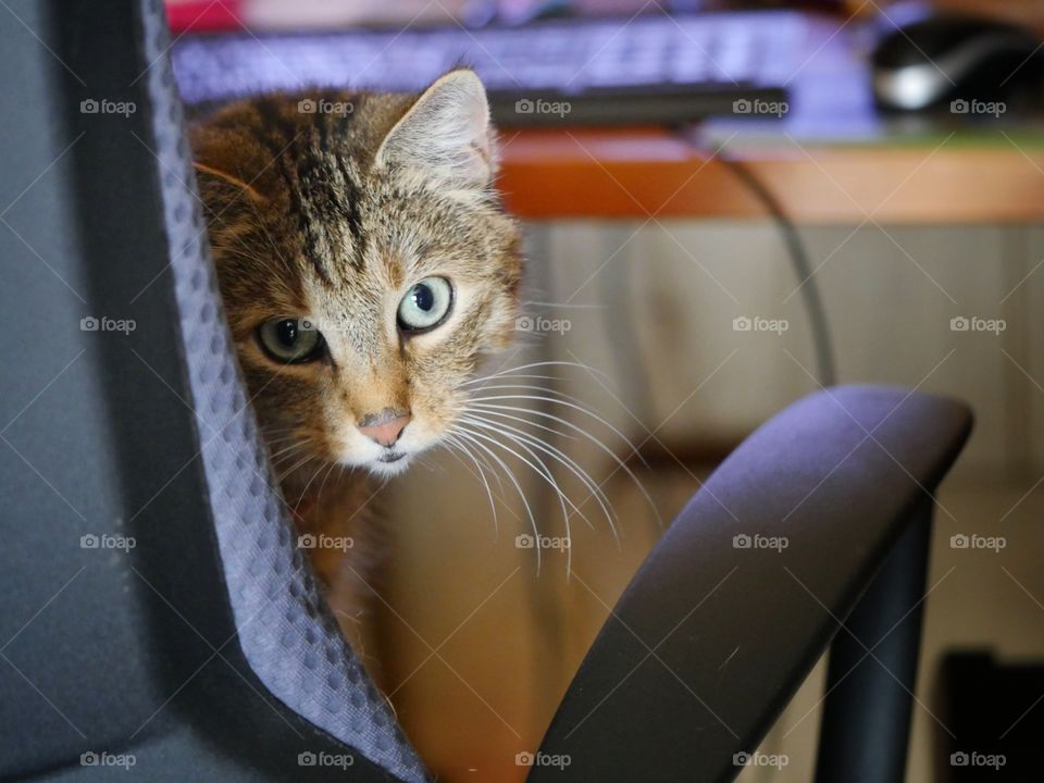 Cat sitting on chair