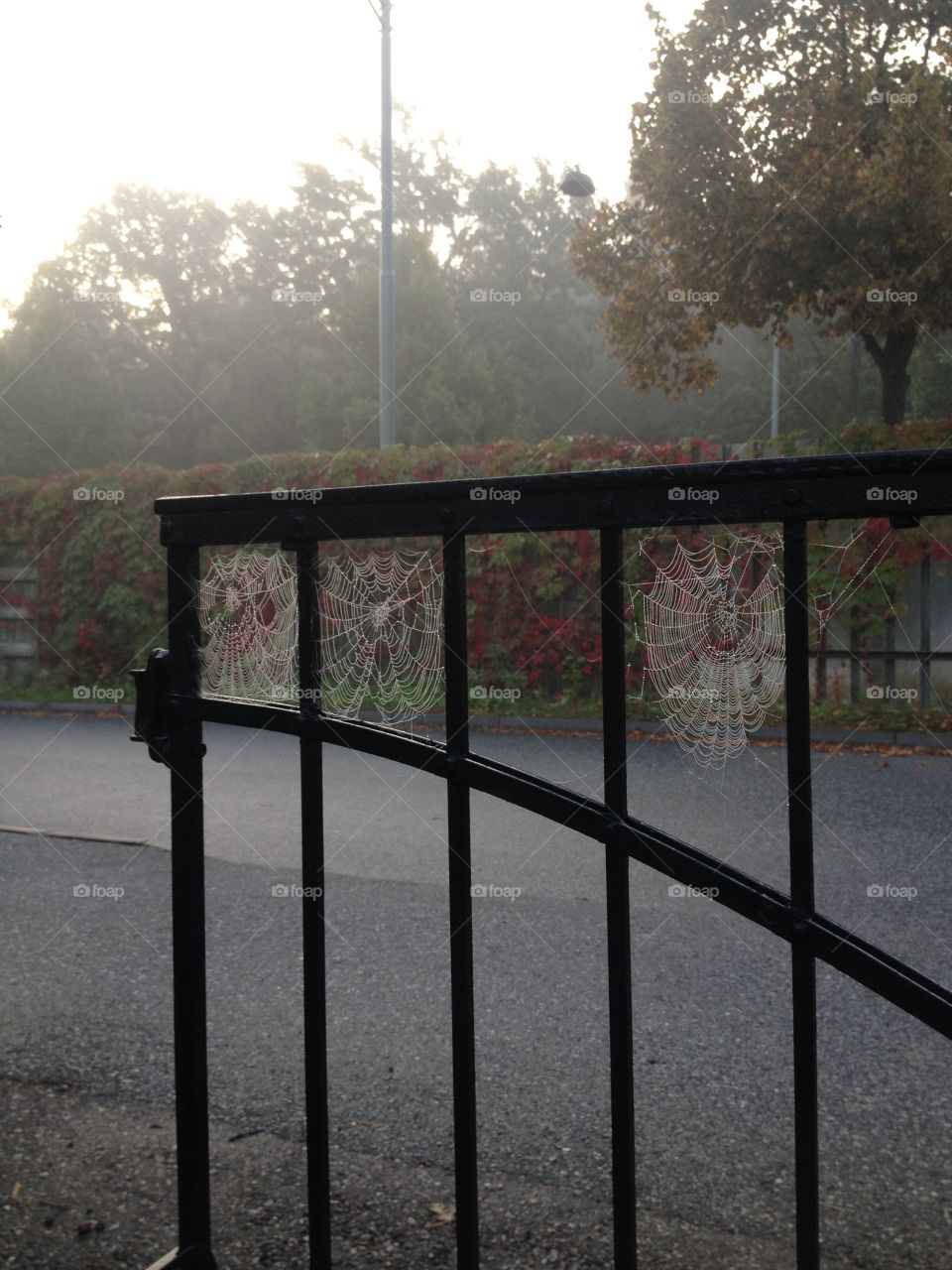 Spider web in the mist. A misty morning. Spider webs on the garden gate. Fog. Autumn. Spooky. 