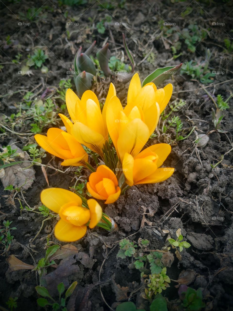 Orange crocuses