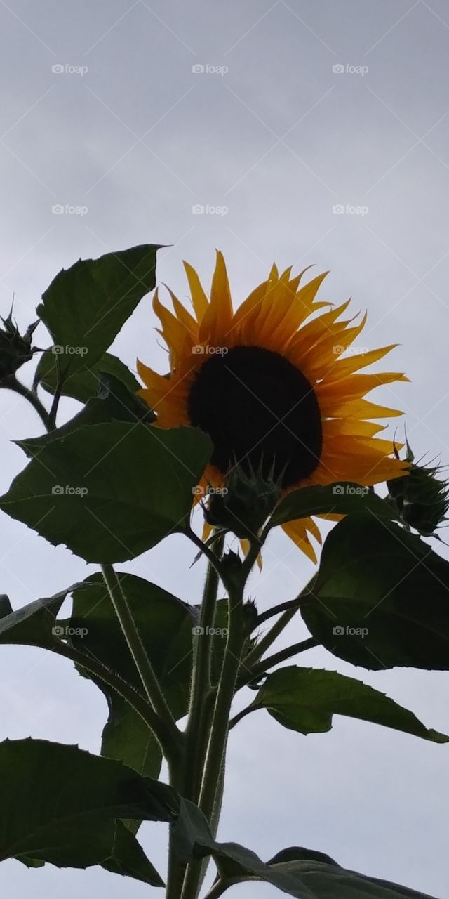 summer sunflower