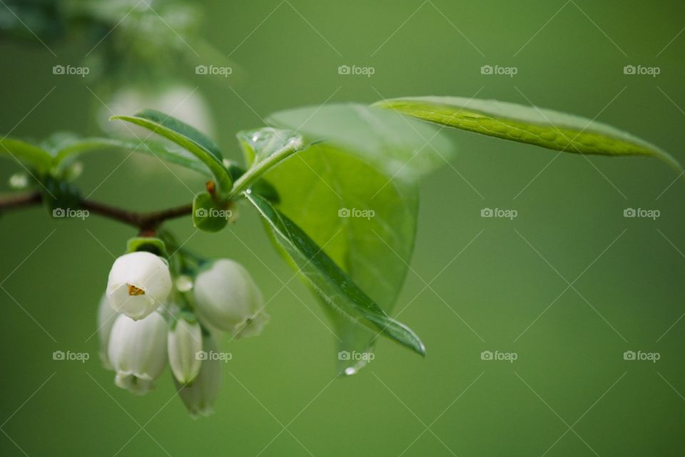 Morning dew on white flowers on a tree