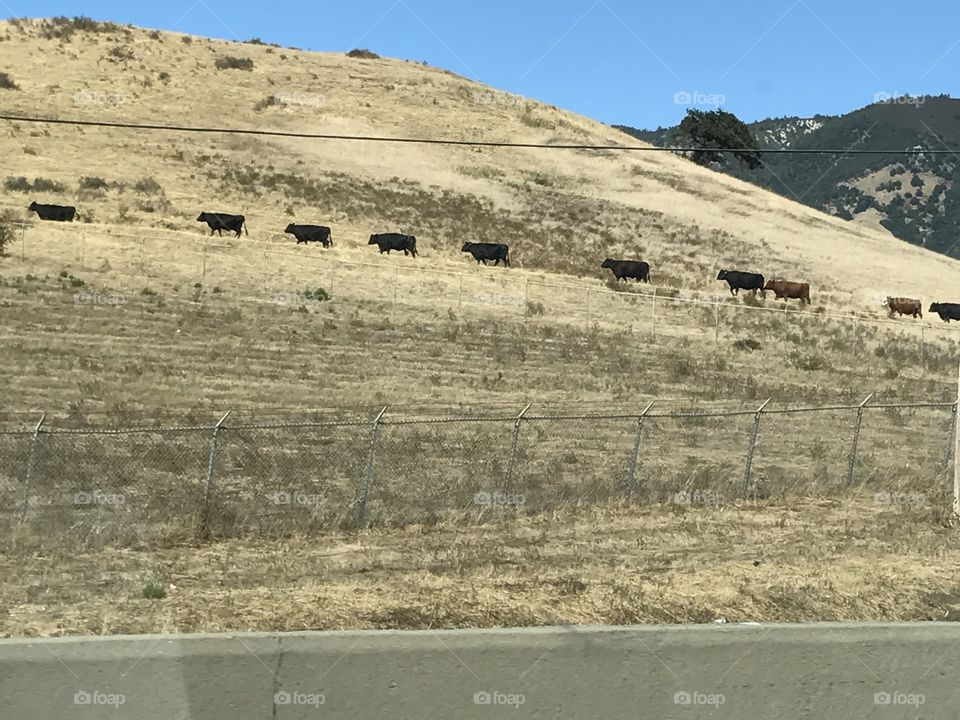 Cows coming home