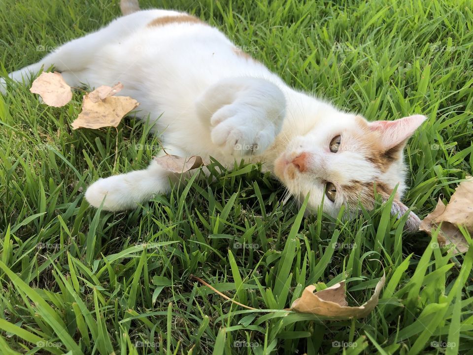 cat plays in grass and leaves