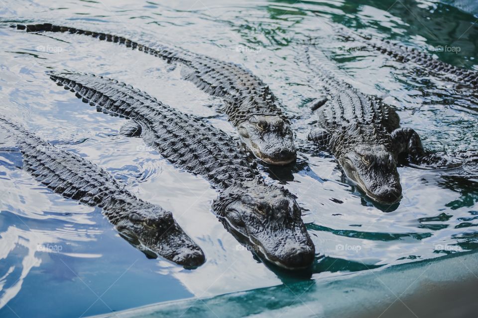 Alligators 