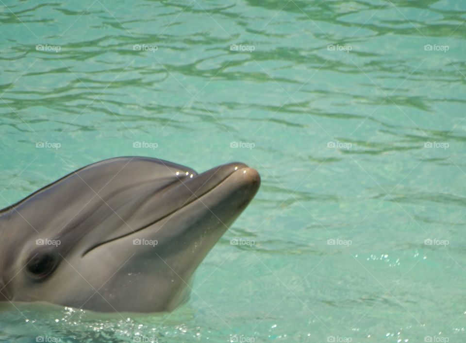 Bottlenose Dolphin
