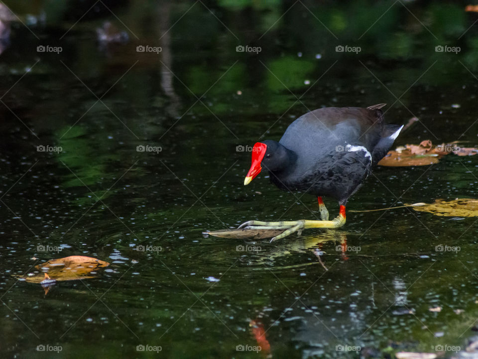 Gallareta Pico Rojo (Gallinula Chloropus)