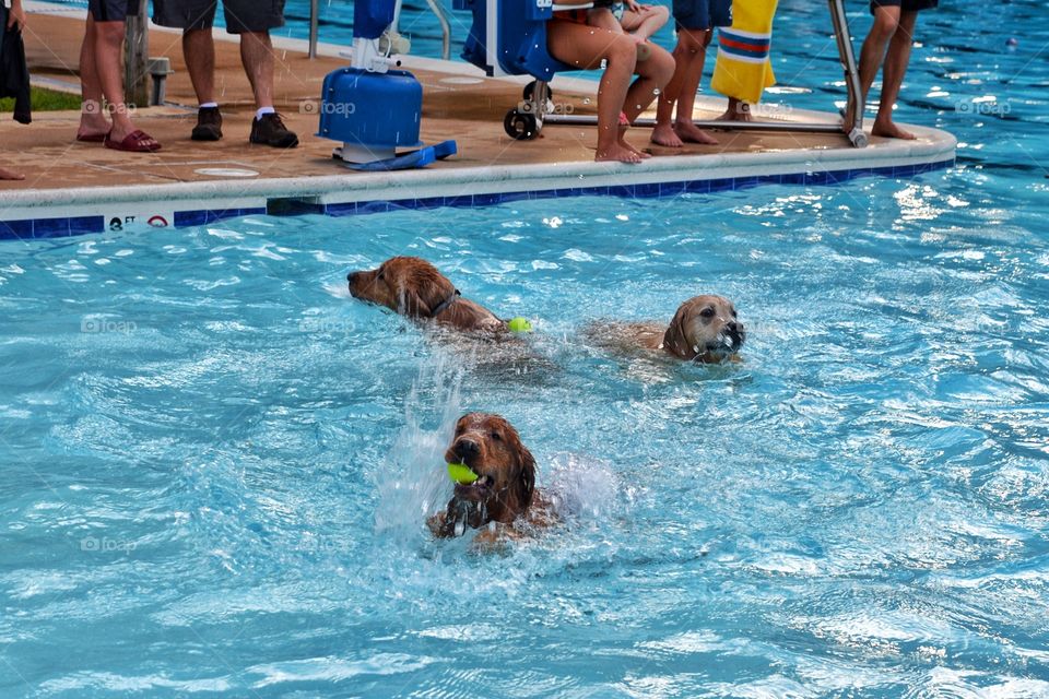 Synchronized dog swim