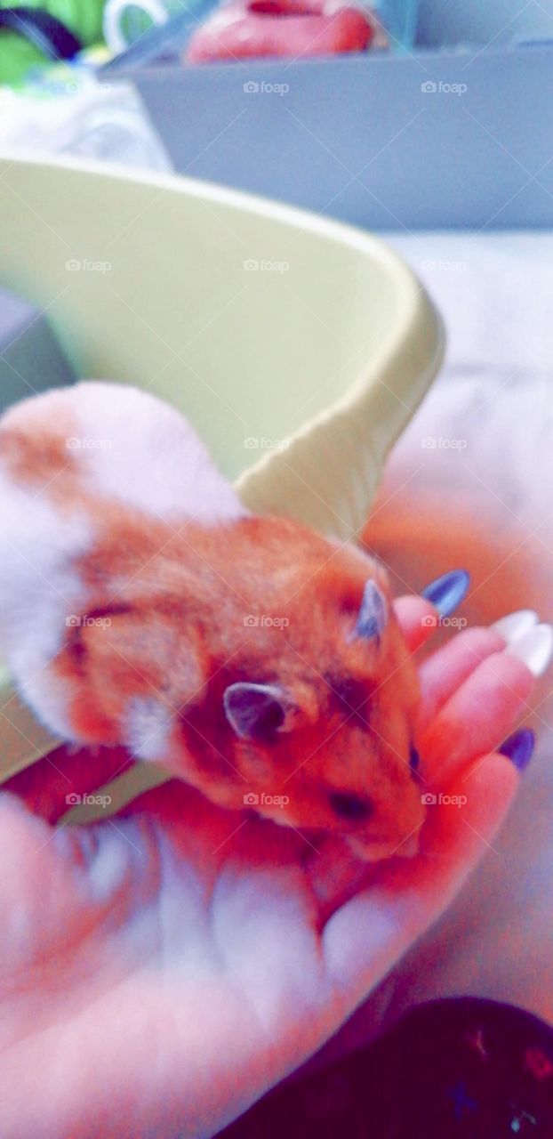 Jeemi the Hamster 🐹