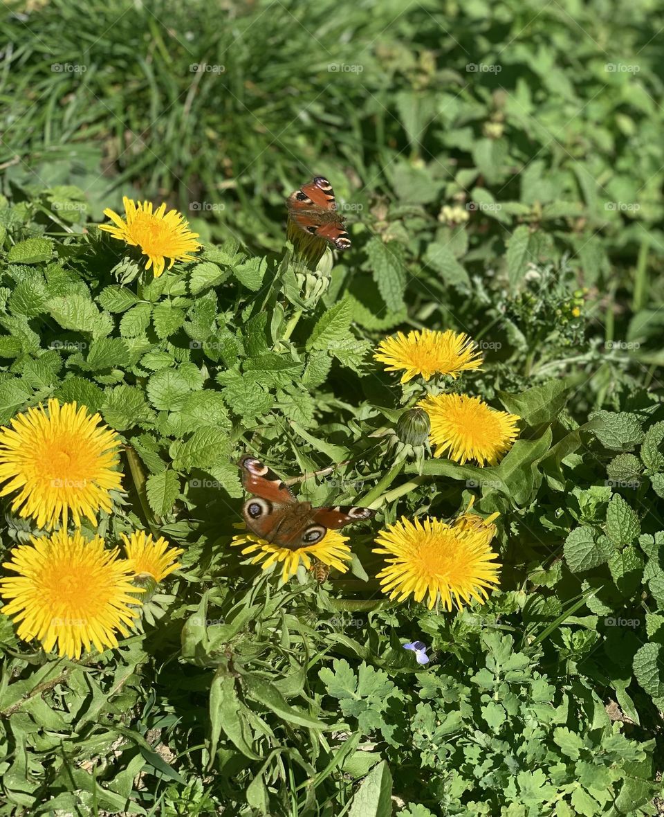 Spring 🦋