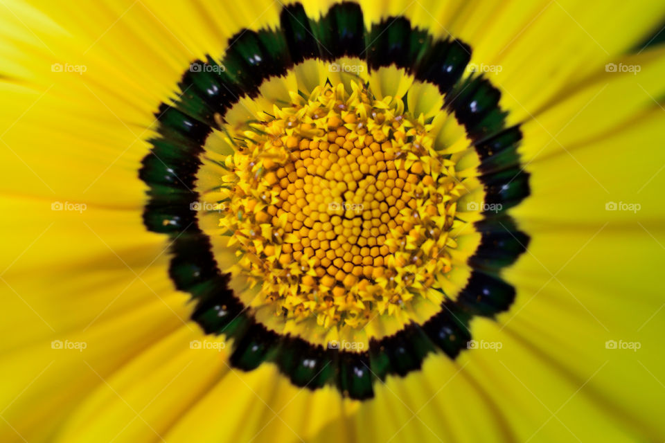 Daisy macro