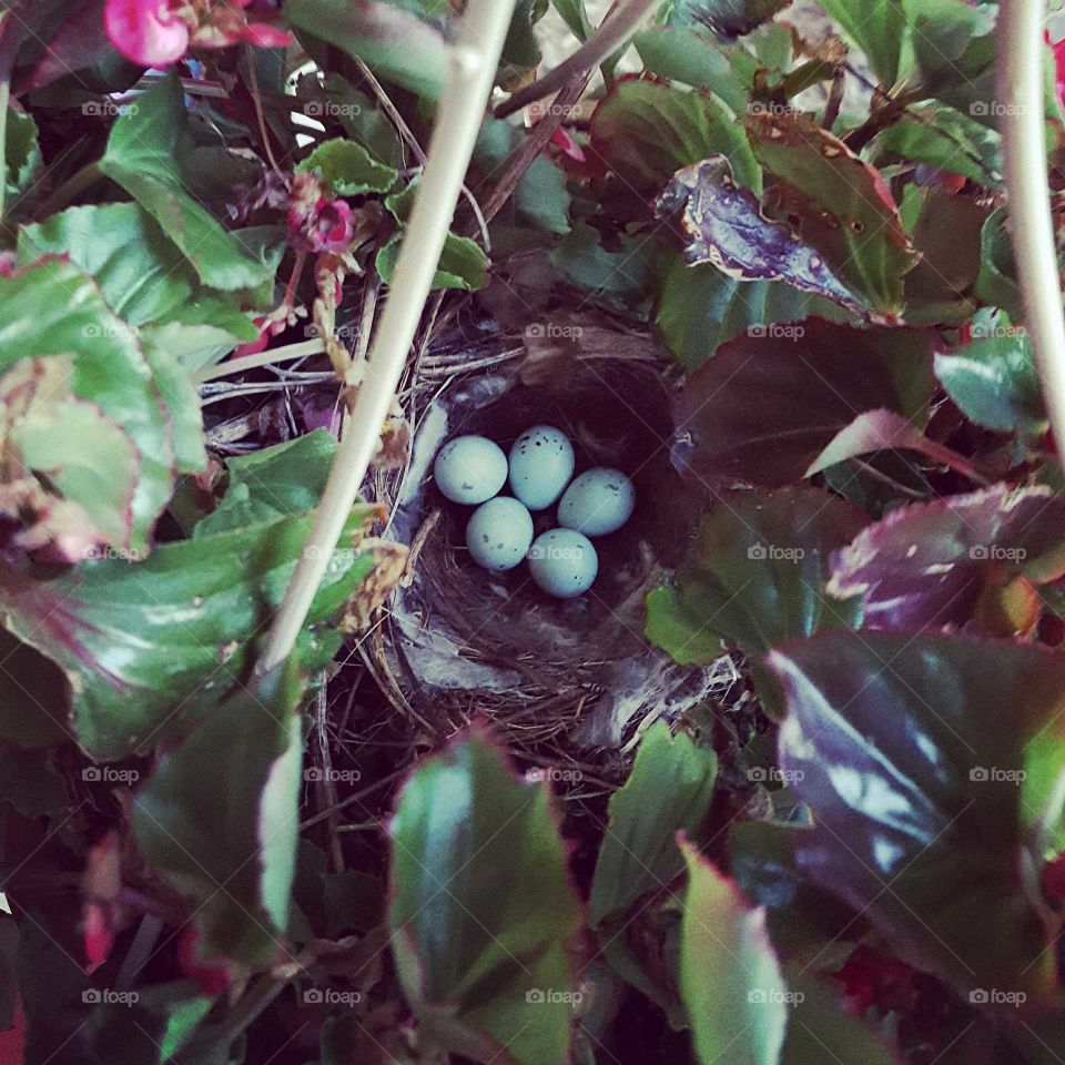 a momma bird made this perfect nest in our flower basket