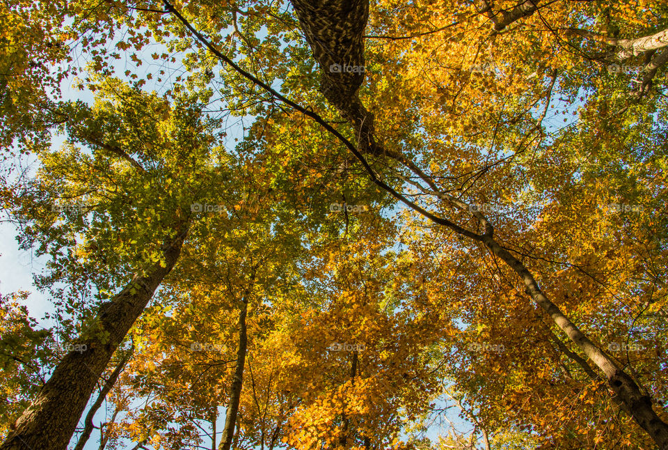 Looking up tree tops 