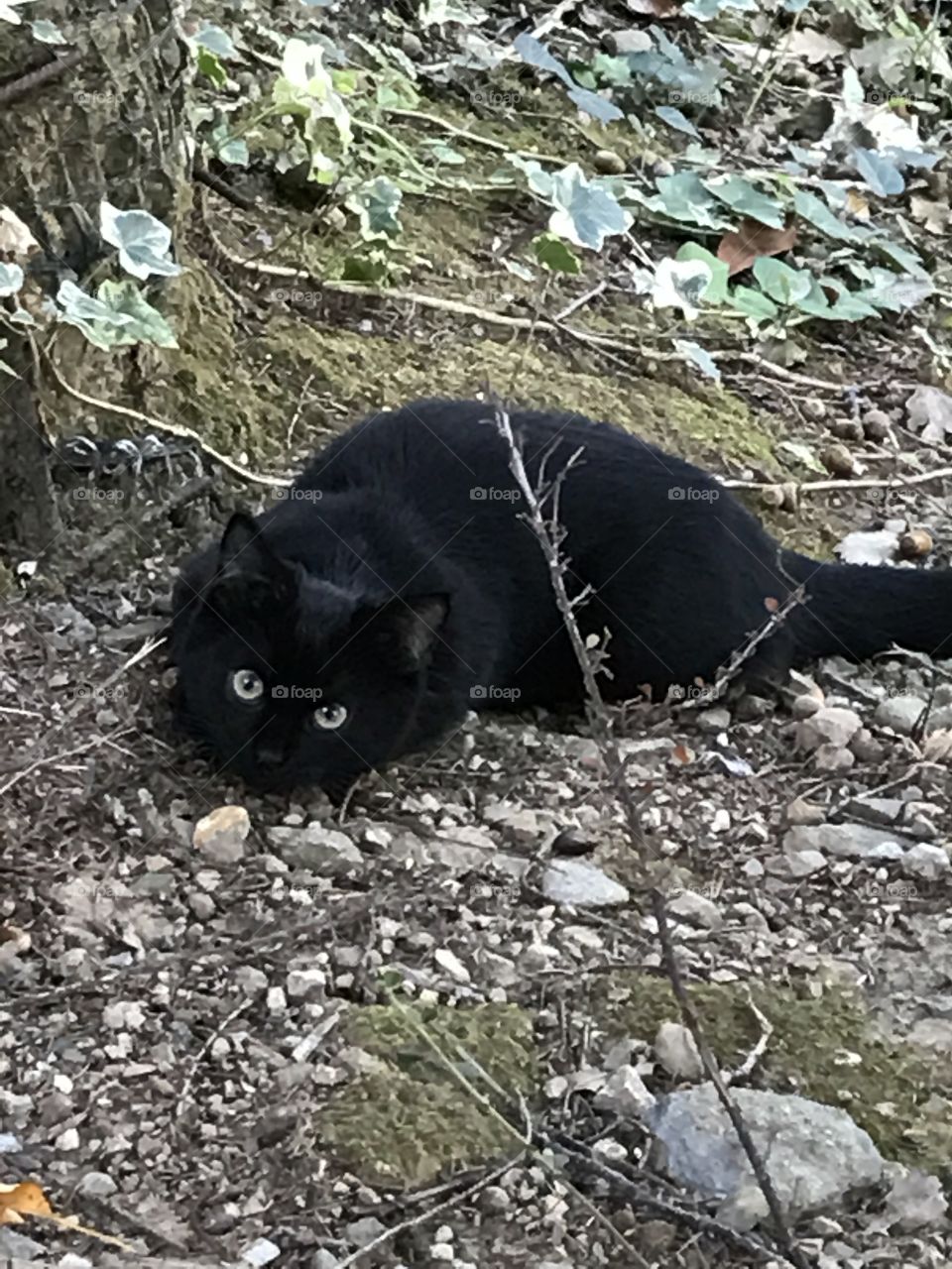 Appostamento da caccia