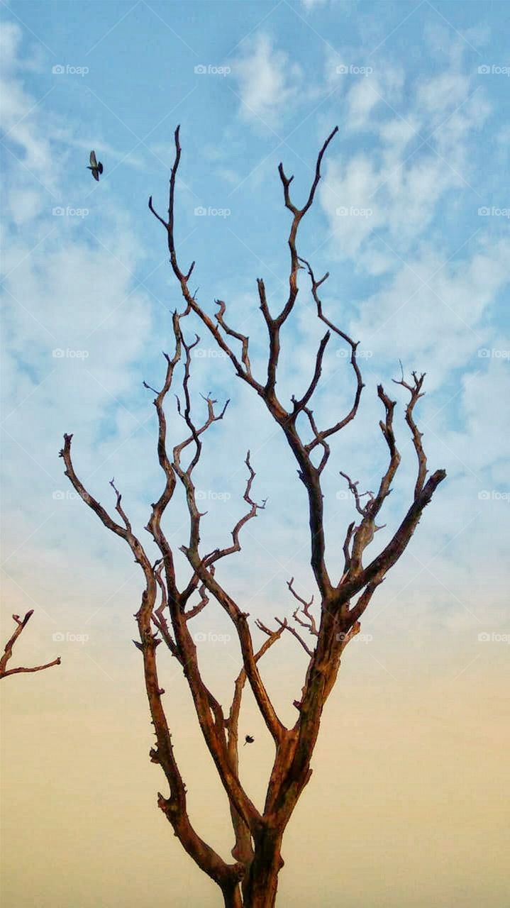 Dead trees 🌳 standing by its strong root.