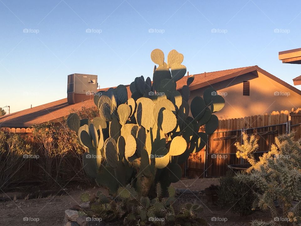 Cacti in a suburban desert backyard. 