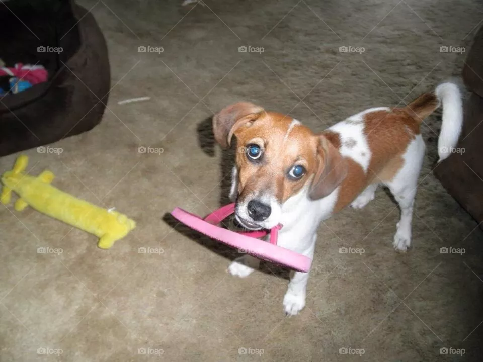 Shoe