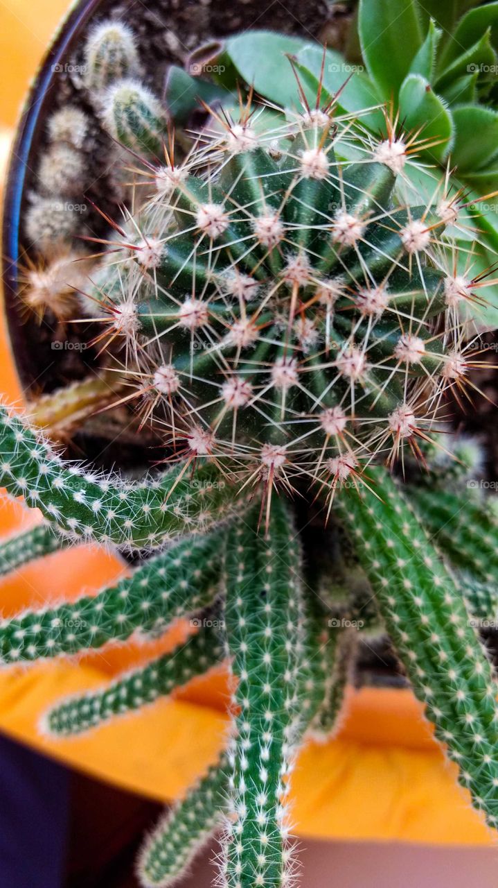 The cactus plant on orange table
