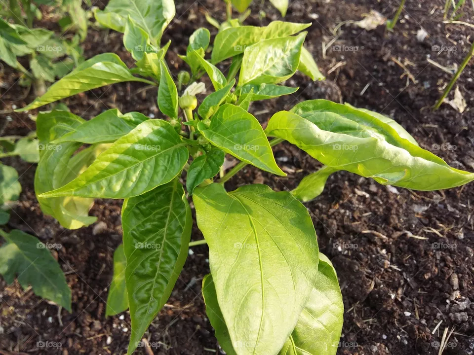 Pepper