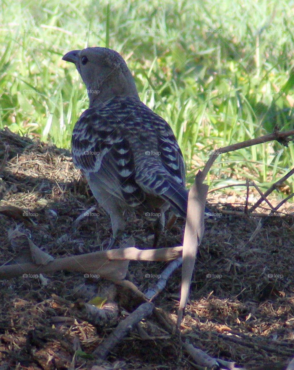 Bower Bird