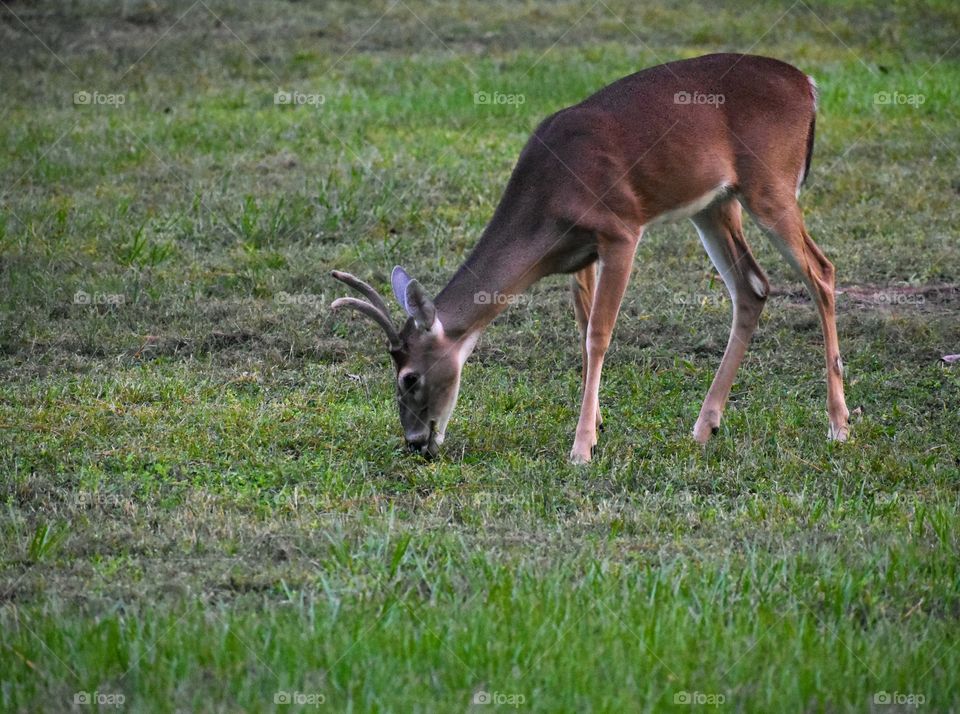 Deer, Wildlife, Grass, Antler, Buck