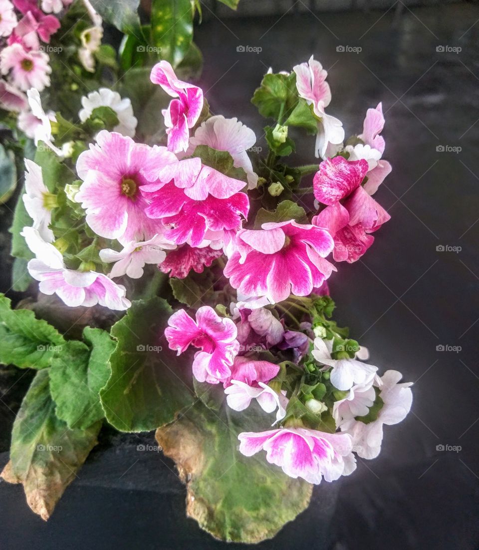 Pink And White Flowers Outdoors.