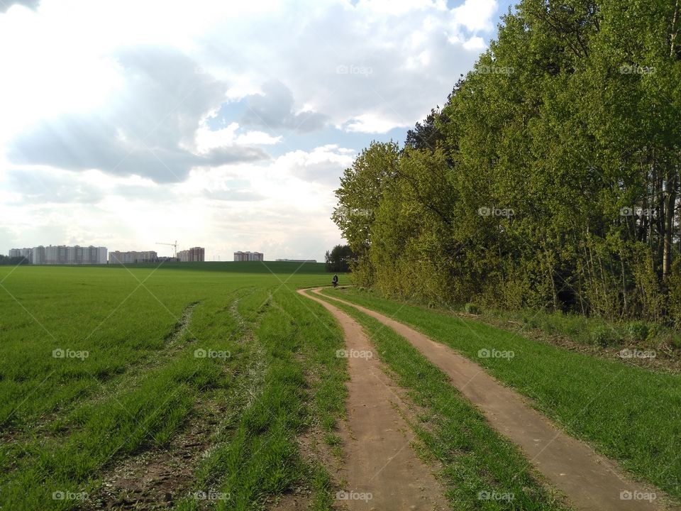 green field and forest road summer landscape